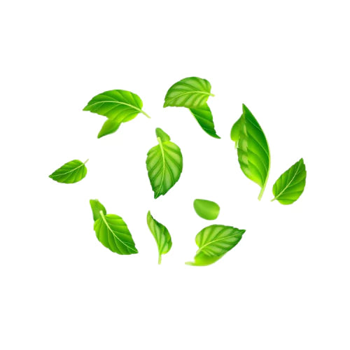 Mint disposable vape and e-liquid with a fresh flavor